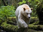 Ученые собираются изучать курильских медведей с помощью спутниковой навигации
